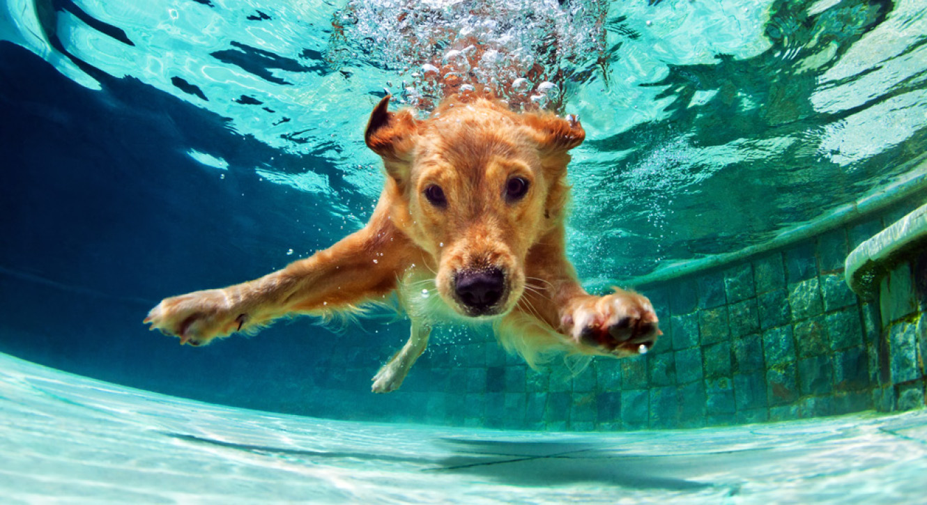 dog swimming in pool
